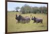 Black Rhinoceros Running on the Savanna-DLILLC-Framed Photographic Print