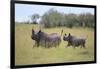 Black Rhinoceros Running on the Savanna-DLILLC-Framed Photographic Print