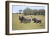 Black Rhinoceros Running on the Savanna-DLILLC-Framed Photographic Print