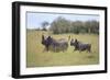 Black Rhinoceros Running on the Savanna-DLILLC-Framed Photographic Print