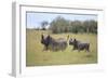 Black Rhinoceros Running on the Savanna-DLILLC-Framed Photographic Print