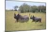 Black Rhinoceros Running on the Savanna-DLILLC-Mounted Photographic Print