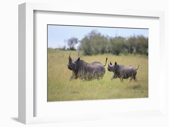 Black Rhinoceros Running on the Savanna-DLILLC-Framed Photographic Print