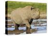 Black Rhinoceros, Walking in Water, Etosha National Park, Namibia-Tony Heald-Stretched Canvas