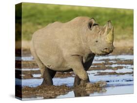 Black Rhinoceros, Walking in Water, Etosha National Park, Namibia-Tony Heald-Stretched Canvas