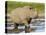 Black Rhinoceros, Walking in Water, Etosha National Park, Namibia-Tony Heald-Stretched Canvas