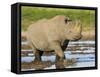 Black Rhinoceros, Walking in Water, Etosha National Park, Namibia-Tony Heald-Framed Stretched Canvas