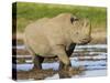 Black Rhinoceros, Walking in Water, Etosha National Park, Namibia-Tony Heald-Stretched Canvas