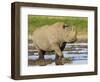 Black Rhinoceros, Walking in Water, Etosha National Park, Namibia-Tony Heald-Framed Premium Photographic Print