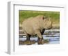 Black Rhinoceros, Walking in Water, Etosha National Park, Namibia-Tony Heald-Framed Premium Photographic Print