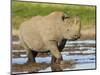 Black Rhinoceros, Walking in Water, Etosha National Park, Namibia-Tony Heald-Mounted Premium Photographic Print