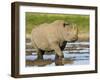 Black Rhinoceros, Walking in Water, Etosha National Park, Namibia-Tony Heald-Framed Photographic Print