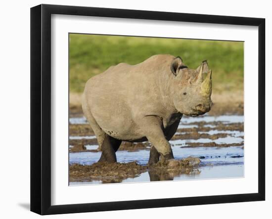 Black Rhinoceros, Walking in Water, Etosha National Park, Namibia-Tony Heald-Framed Photographic Print