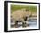 Black Rhinoceros, Walking in Water, Etosha National Park, Namibia-Tony Heald-Framed Photographic Print