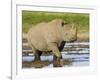 Black Rhinoceros, Walking in Water, Etosha National Park, Namibia-Tony Heald-Framed Photographic Print