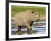 Black Rhinoceros, Walking in Water, Etosha National Park, Namibia-Tony Heald-Framed Photographic Print