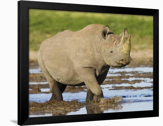 Black Rhinoceros, Walking in Water, Etosha National Park, Namibia-Tony Heald-Framed Photographic Print