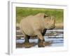 Black Rhinoceros, Walking in Water, Etosha National Park, Namibia-Tony Heald-Framed Photographic Print