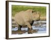 Black Rhinoceros, Walking in Water, Etosha National Park, Namibia-Tony Heald-Framed Photographic Print