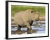 Black Rhinoceros, Walking in Water, Etosha National Park, Namibia-Tony Heald-Framed Photographic Print