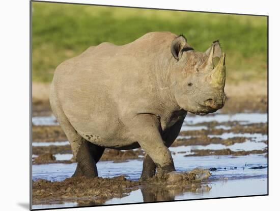 Black Rhinoceros, Walking in Water, Etosha National Park, Namibia-Tony Heald-Mounted Photographic Print