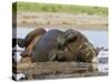 Black Rhinoceros, Wallowing and Rolling in Mud, Etosha National Park, Namibia-Tony Heald-Stretched Canvas