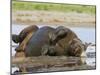 Black Rhinoceros, Wallowing and Rolling in Mud, Etosha National Park, Namibia-Tony Heald-Mounted Photographic Print