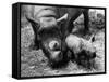 Black Rhinoceros with Her Baby-null-Framed Stretched Canvas