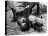 Black Rhinoceros with Her Baby-null-Stretched Canvas