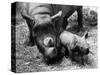 Black Rhinoceros with Her Baby-null-Stretched Canvas