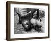 Black Rhinoceros with Her Baby-null-Framed Photographic Print