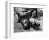 Black Rhinoceros with Her Baby-null-Framed Photographic Print