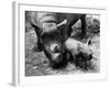 Black Rhinoceros with Her Baby-null-Framed Photographic Print