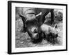 Black Rhinoceros with Her Baby-null-Framed Photographic Print