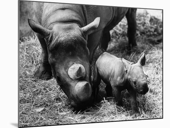 Black Rhinoceros with Her Baby-null-Mounted Photographic Print