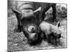 Black Rhinoceros with Her Baby-null-Mounted Photographic Print