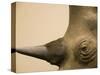 Black Rhinoceros-Henry Horenstein-Stretched Canvas