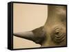 Black Rhinoceros-Henry Horenstein-Framed Stretched Canvas