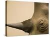 Black Rhinoceros-Henry Horenstein-Stretched Canvas