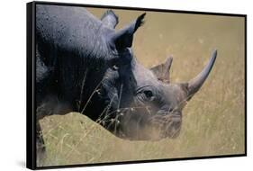 Black Rhinoceros-Paul Souders-Framed Stretched Canvas