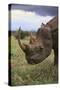 Black Rhinoceros-DLILLC-Stretched Canvas