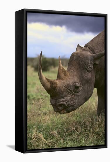 Black Rhinoceros-DLILLC-Framed Stretched Canvas