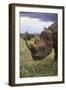 Black Rhinoceros-DLILLC-Framed Premium Photographic Print