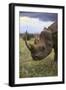 Black Rhinoceros-DLILLC-Framed Premium Photographic Print