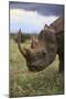 Black Rhinoceros-DLILLC-Mounted Premium Photographic Print