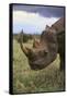 Black Rhinoceros-DLILLC-Framed Stretched Canvas