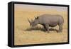 Black Rhinoceros-DLILLC-Framed Stretched Canvas