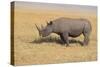 Black Rhinoceros-DLILLC-Stretched Canvas