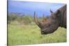 Black Rhinoceros-DLILLC-Stretched Canvas