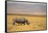 Black Rhinoceros-DLILLC-Framed Stretched Canvas